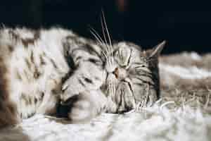 Free photo sleepy domestic cat on the sofa