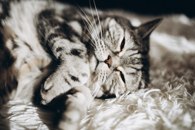 Sleepy domestic cat on the sofa