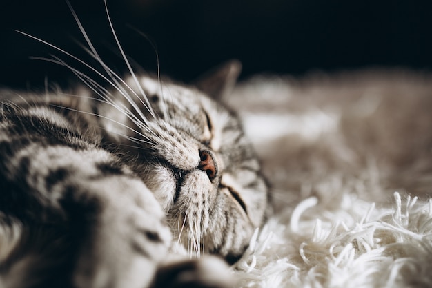 Free photo sleepy domestic cat on the sofa