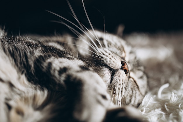 Free photo sleepy domestic cat on the sofa