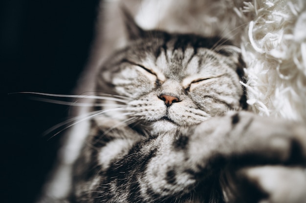 Free Photo sleepy domestic cat on the sofa