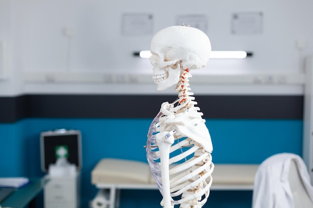 Slide view of human body skeleton standing in empty clinical office used as professional instrument during osteopathy examination. Hospital room with nobody in it equipped with medical tools