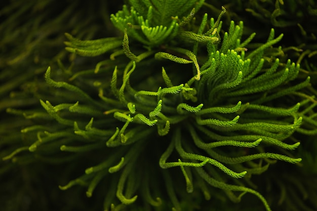 Free Photo сlose-up of a coniferous tree branch. bali. indonesia.