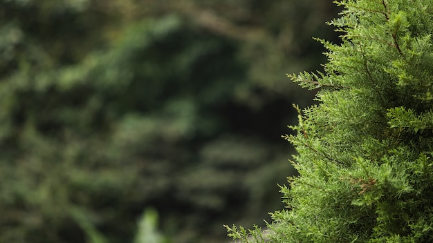 Сlose-up of a coniferous tree branch. Bali. Indonesia.