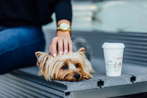 Small adorable Yorkshire Terrier dog carried by owner in pet bag to travel ourdoor and indoor. Canine owner accessory.