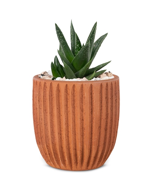 Free Photo small aloe vera plant in a cute pot