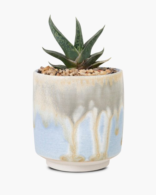 Small aloe vera plant in a cute pot