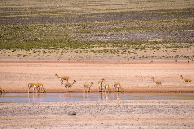 Small antelopes drinking water from the lake while standing in a deserted valley