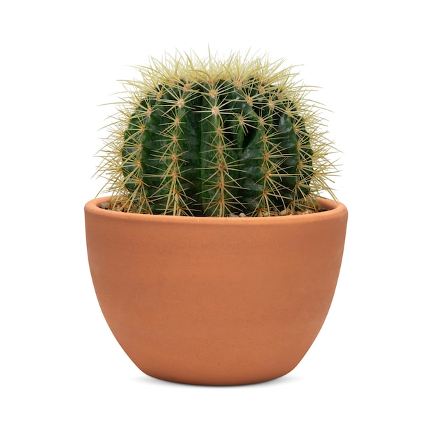 Free photo small barrel cactus in a terracotta pot