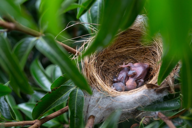 Free Photo a small bird in the nest on a tree.