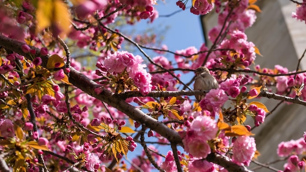 Free photo small bird sitting in the blooming tree with pink flowers in spring