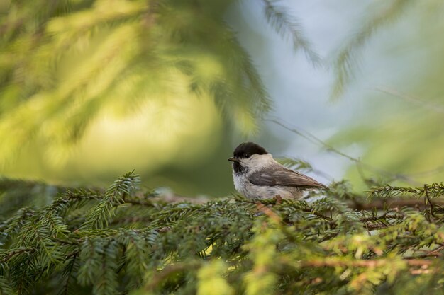 Small bird sitting on pine tree