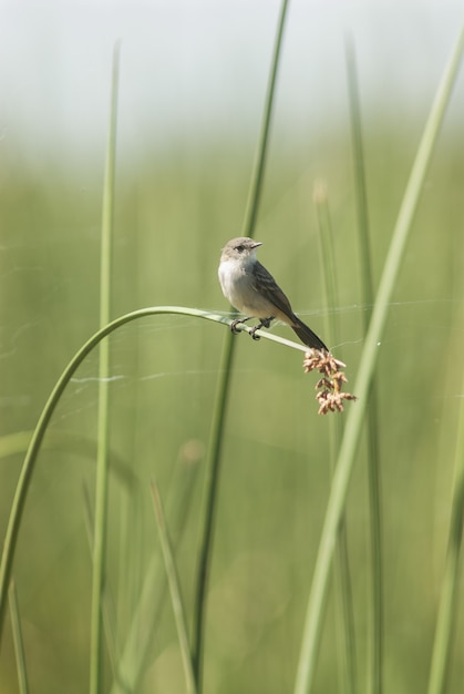 Free photo small bird standing on the tall grass leaf