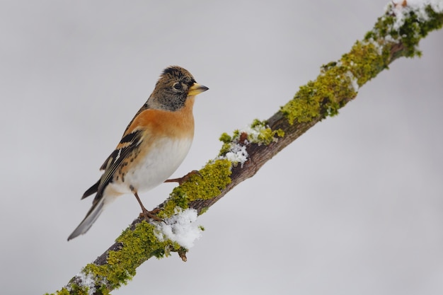 Free Photo small bird on tree branch on white background