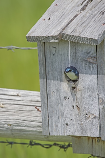 Free Photo small bird in a wooden box nest with greenery under sunlight on the blurry background