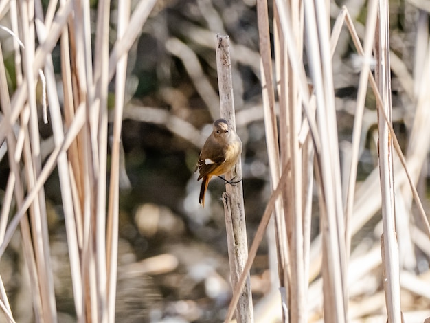 small bird in the woods