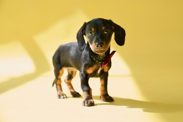 Free Photo small black dachshund puppy standing going walking looking at camera thoughtful