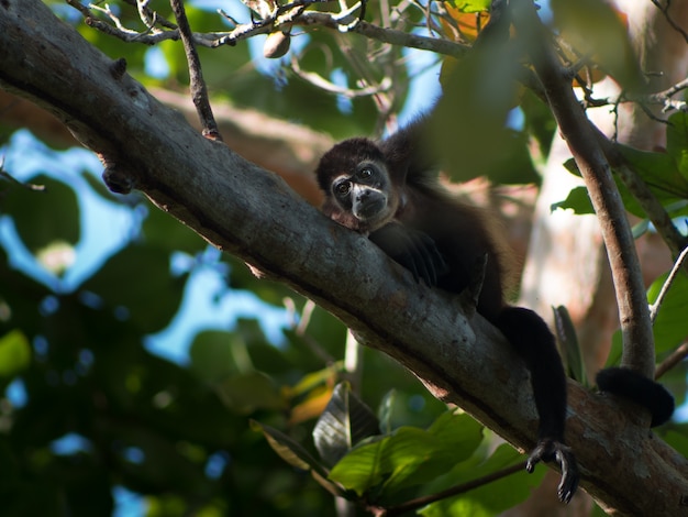 Small black monkey resting on a tree branch in a forest