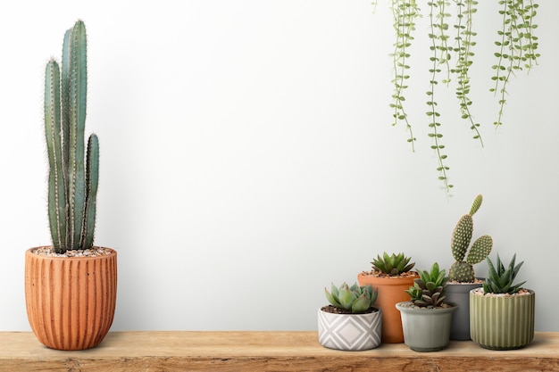 Small cacti with a white wall background