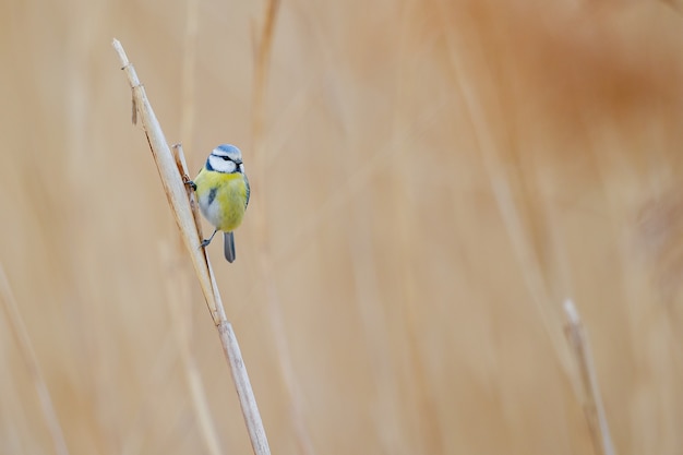 Free Photo small colorful bird standing on the dry grass