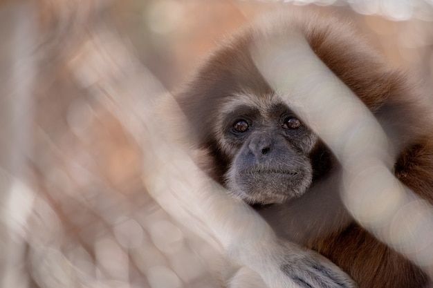 Small cute baby monkey with blurred background