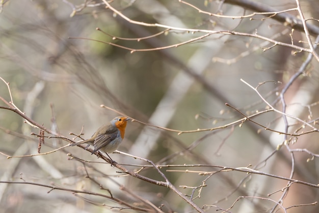 Free Photo small cute bird sitting on the branch of a tree