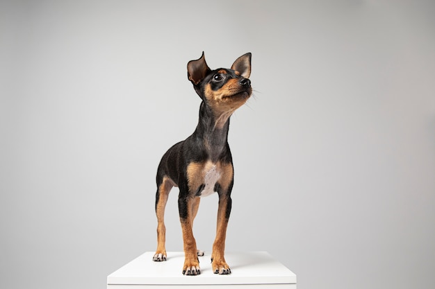 Free Photo small dog being adorable portrait in a studio