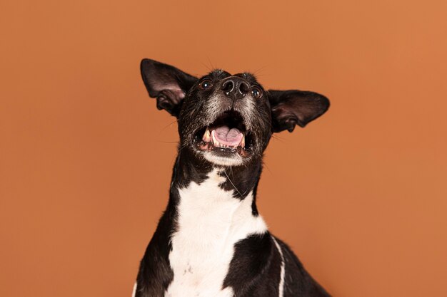 Small dog being adorable in a studio