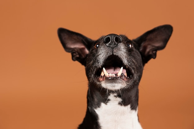 Free photo small dog being adorable in a studio