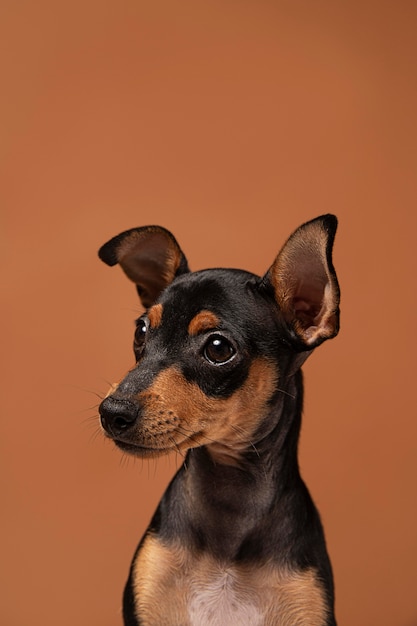 Free photo small dog portrait in a studio