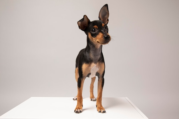 Free photo small dog portrait in a studio