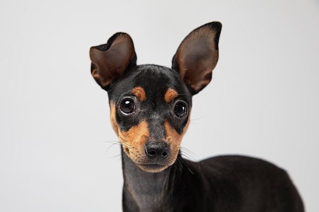 Small dog portrait in a studio