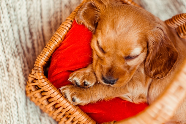 Free photo the small dog sleeping   in the cubby