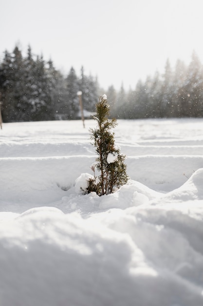 Free Photo small evergreen tree in snow