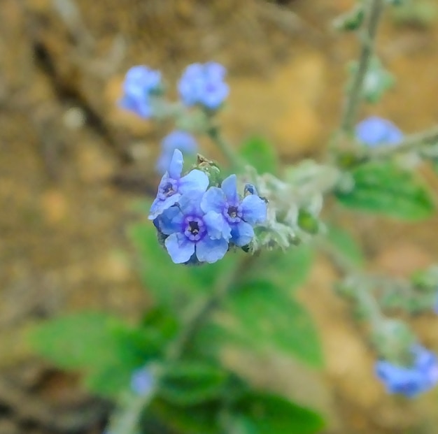 Free photo small flower wildlife forest nectar woods