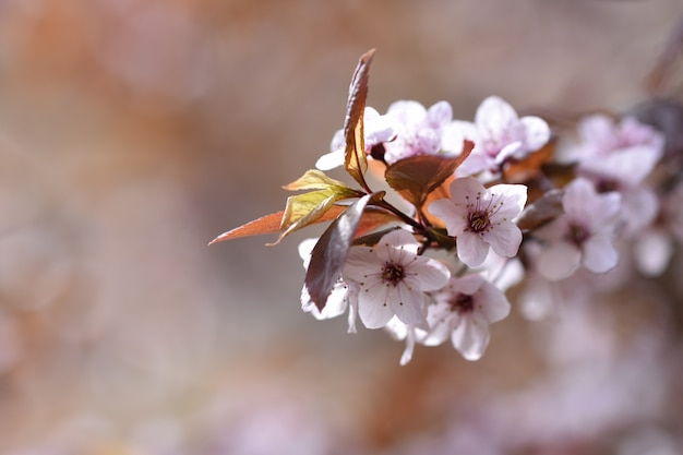 Small flowers with leaves