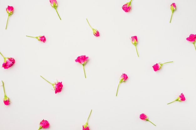 Small fuchsia flowers