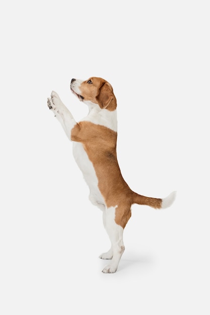 Small funny dog beagle posing isolated over white  wall