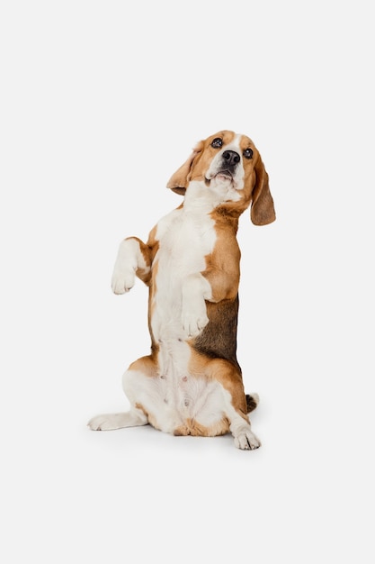 Free photo small funny dog beagle posing isolated over white  wall