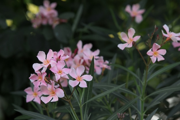 small grass flower.