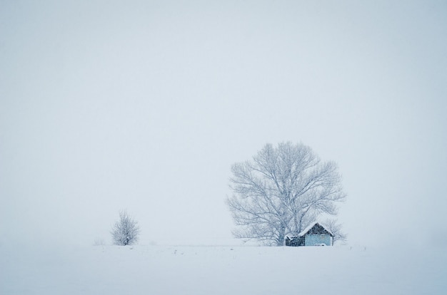 Small hut in front of the big tree covered with snow on a foggy winter day