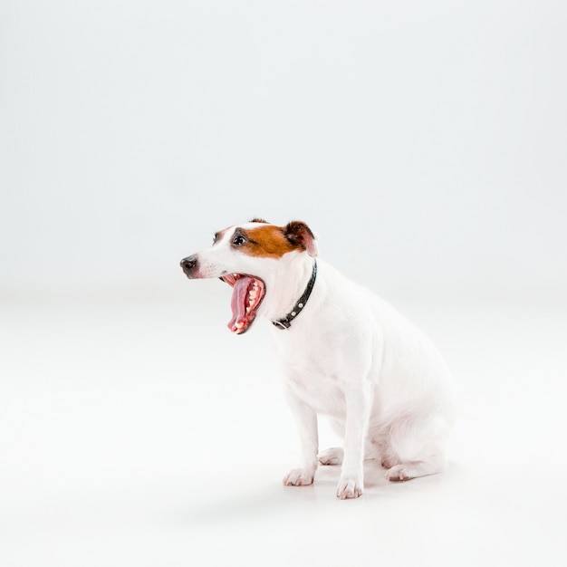 Free photo small jack russell terrier sitting on white