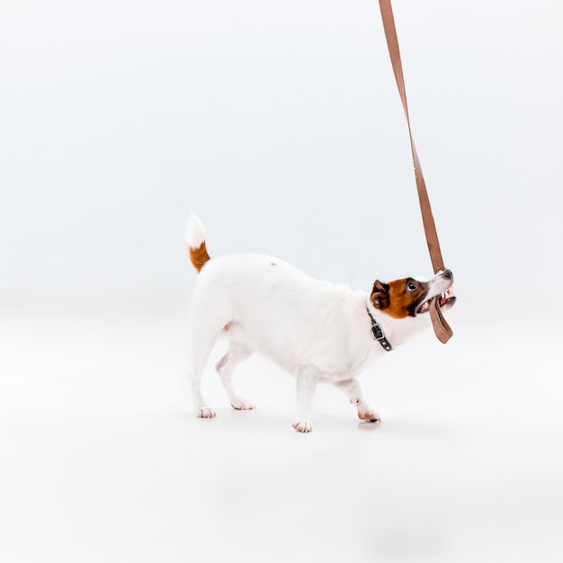 Free photo small jack russell terrier on white