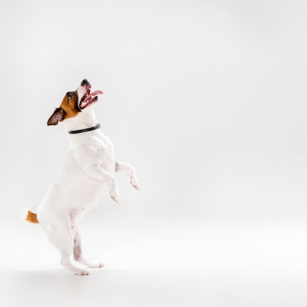 Free photo small jack russell terrier on white