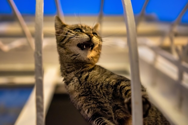 Free Photo small kitten with stripes crying near a window at blue hour