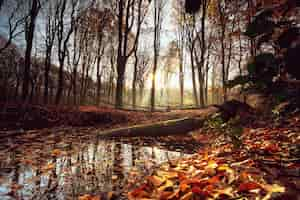 Free photo small lake surrounded by leaves and trees under the sunlight in a forest in autumn