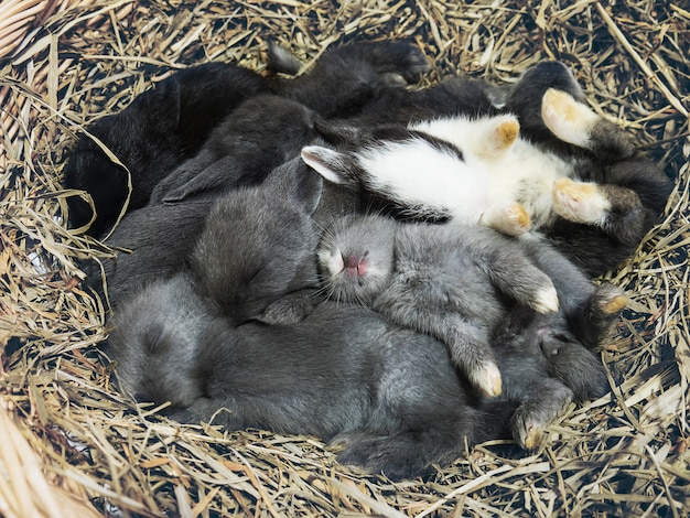 Small lovely little local Thai rabbits