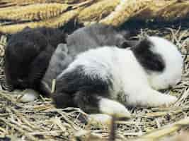 Free photo small lovely little local thai rabbits