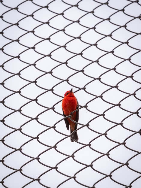 Free photo a small passerine red bird is posing to the camera