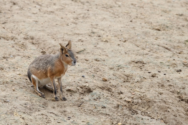 Small patagonian mara on sand